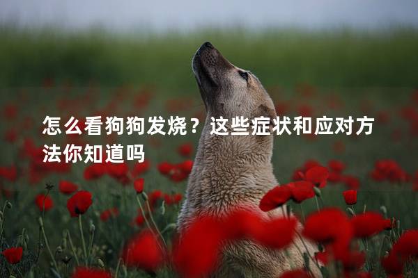 怎么看狗狗发烧？这些症状和应对方法你知道吗