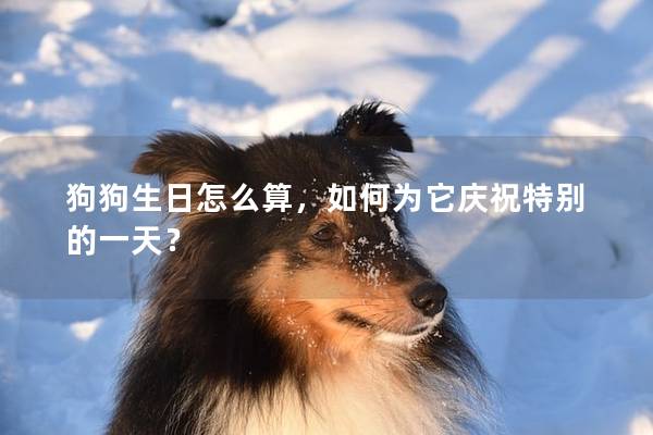 狗狗生日怎么算，如何为它庆祝特别的一天？
