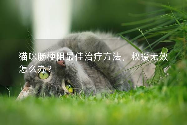 猫咪肠梗阻最佳治疗方法，救援无效怎么办？