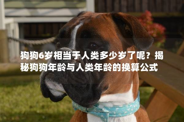 狗狗6岁相当于人类多少岁了呢？揭秘狗狗年龄与人类年龄的换算公式