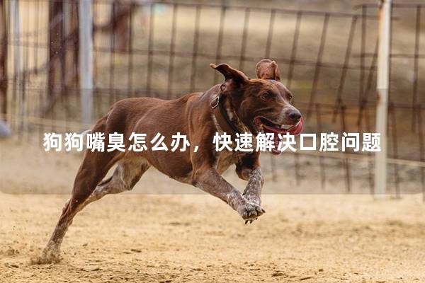 狗狗嘴臭怎么办，快速解决口腔问题