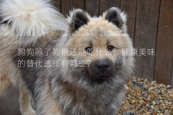 狗狗除了狗粮还能吃什么，健康美味的替代选择有哪些？