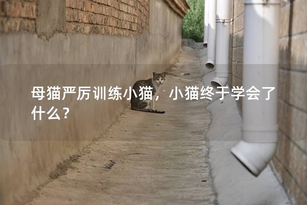 母猫严厉训练小猫，小猫终于学会了什么？