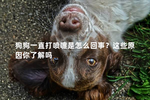 狗狗一直打喷嚏是怎么回事？这些原因你了解吗