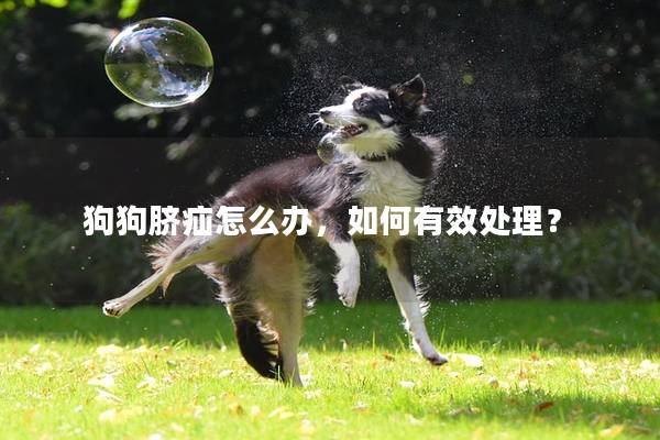 狗狗脐疝怎么办，如何有效处理？