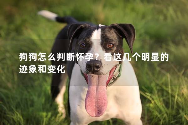 狗狗怎么判断怀孕？看这几个明显的迹象和变化