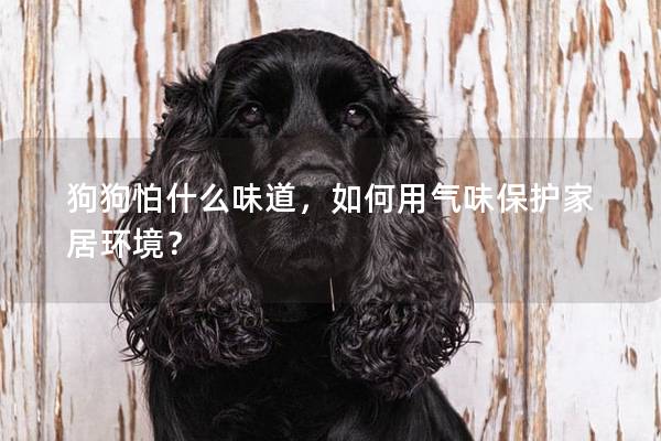 狗狗怕什么味道，如何用气味保护家居环境？