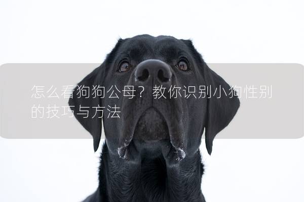 怎么看狗狗公母？教你识别小狗性别的技巧与方法