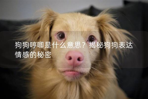 狗狗哼唧是什么意思？揭秘狗狗表达情感的秘密