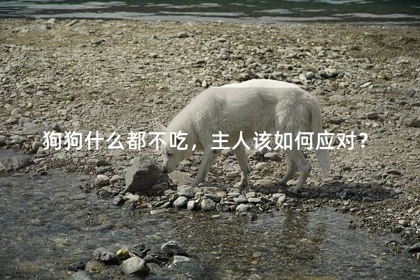 狗狗什么都不吃，主人该如何应对？