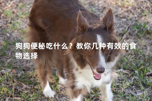 狗狗便秘吃什么？教你几种有效的食物选择