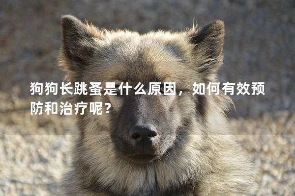狗狗长跳蚤是什么原因，如何有效预防和治疗呢？