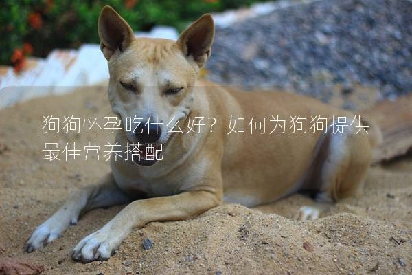 狗狗怀孕吃什么好？如何为狗狗提供最佳营养搭配