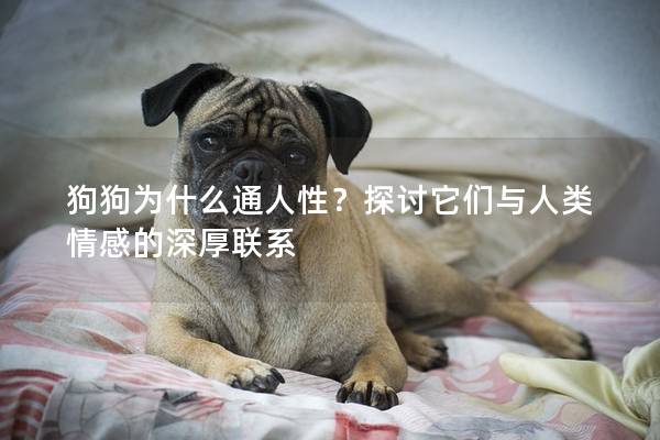 狗狗为什么通人性？探讨它们与人类情感的深厚联系