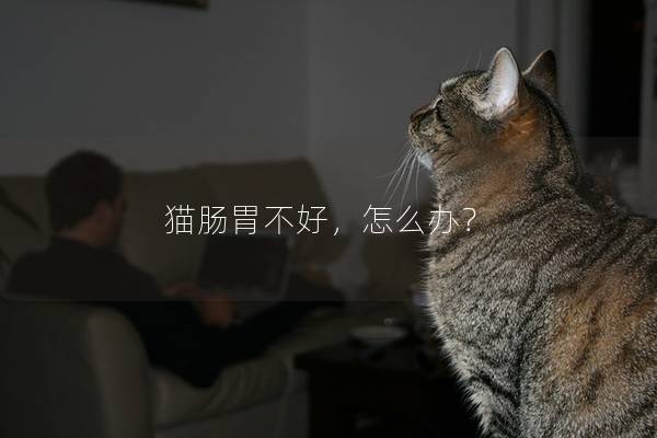 猫肠胃不好，怎么办？