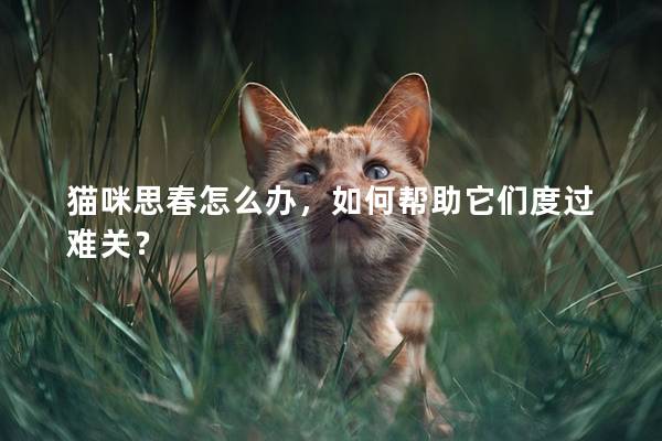 猫咪思春怎么办，如何帮助它们度过难关？