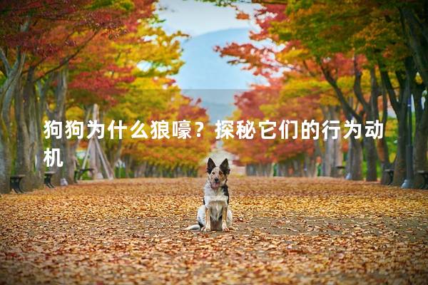狗狗为什么狼嚎？探秘它们的行为动机