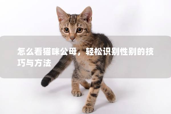怎么看猫咪公母，轻松识别性别的技巧与方法