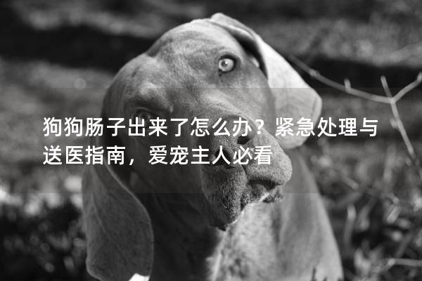 狗狗肠子出来了怎么办？紧急处理与送医指南，爱宠主人必看