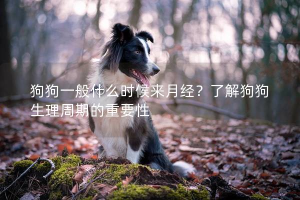 狗狗一般什么时候来月经？了解狗狗生理周期的重要性