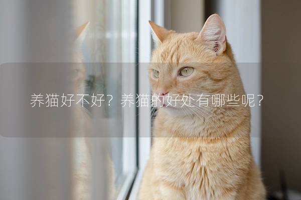 养猫好不好？养猫的好处有哪些呢？