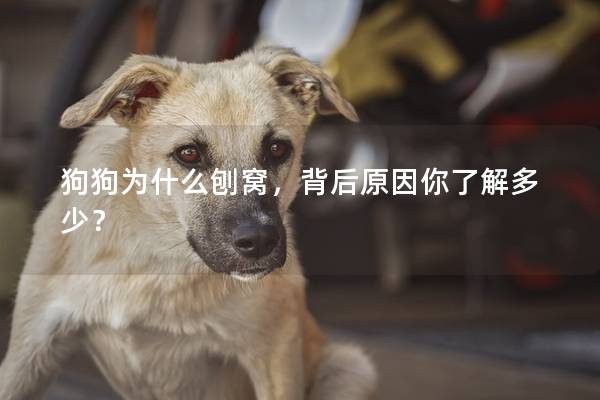 狗狗为什么刨窝，背后原因你了解多少？