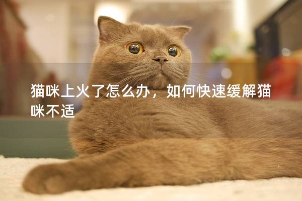 猫咪上火了怎么办，如何快速缓解猫咪不适