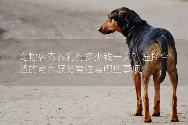 宠物店寄养狗狗多少钱一天？选择合适的寄养服务需注意哪些事项