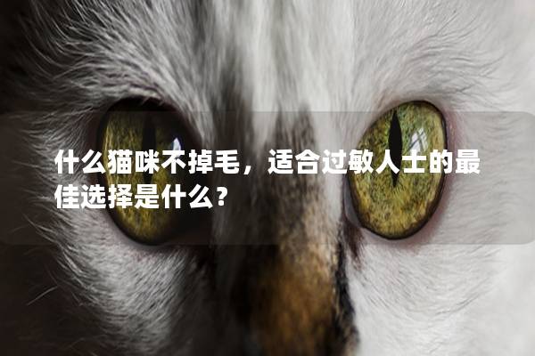 什么猫咪不掉毛，适合过敏人士的最佳选择是什么？
