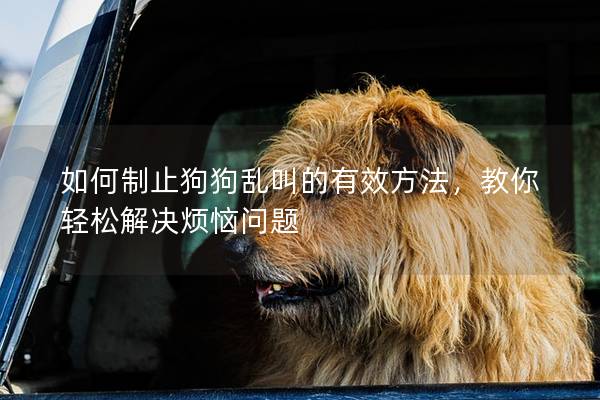 如何制止狗狗乱叫的有效方法，教你轻松解决烦恼问题