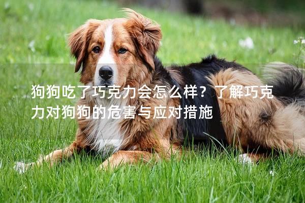 狗狗吃了巧克力会怎么样？了解巧克力对狗狗的危害与应对措施