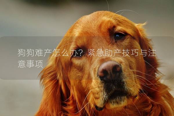 狗狗难产怎么办？紧急助产技巧与注意事项