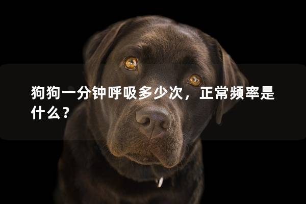 狗狗一分钟呼吸多少次，正常频率是什么？