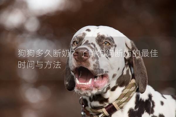 狗狗多久断奶？了解狗狗断奶的最佳时间与方法