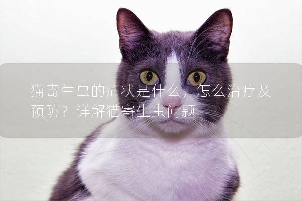 猫寄生虫的症状是什么，怎么治疗及预防？详解猫寄生虫问题