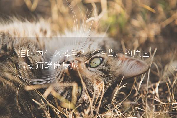 猫咪为什么掉毛？了解背后的原因，帮助猫咪健康成长