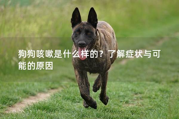 狗狗咳嗽是什么样的？了解症状与可能的原因