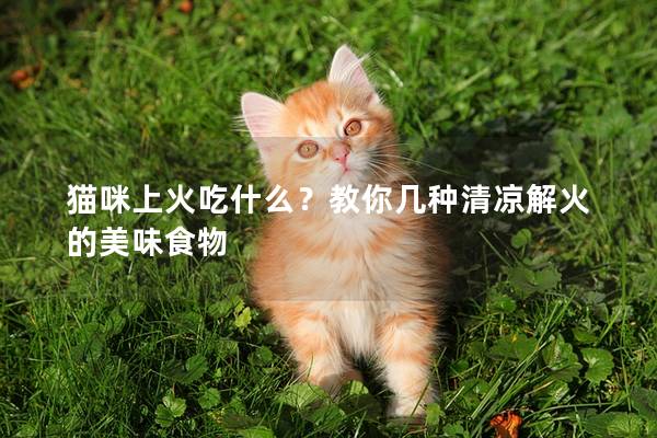 猫咪上火吃什么？教你几种清凉解火的美味食物