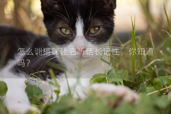 怎么训猫咪让它听话长记性，你知道吗？