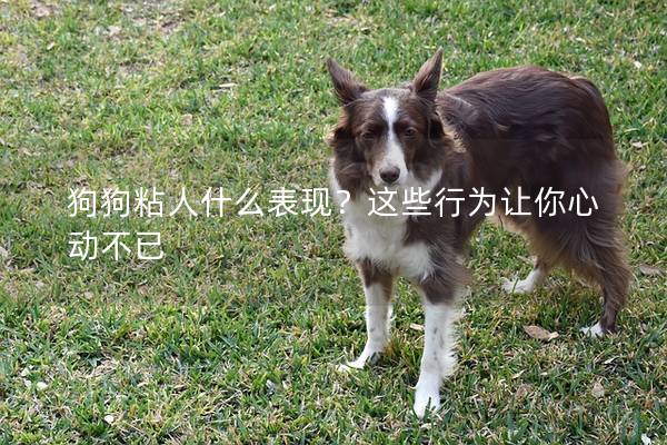 狗狗粘人什么表现？这些行为让你心动不已