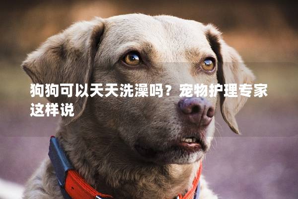 狗狗可以天天洗澡吗？宠物护理专家这样说