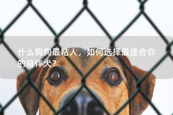 什么狗狗最粘人，如何选择最适合你的陪伴犬？