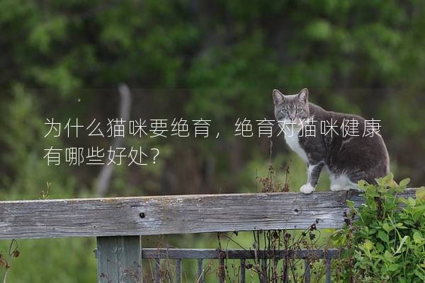 为什么猫咪要绝育，绝育对猫咪健康有哪些好处？