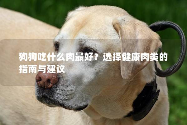 狗狗吃什么肉最好？选择健康肉类的指南与建议