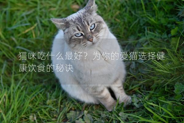 猫咪吃什么最好？为你的爱猫选择健康饮食的秘诀