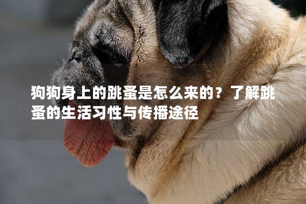 狗狗身上的跳蚤是怎么来的？了解跳蚤的生活习性与传播途径