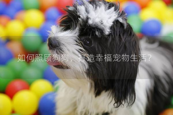如何照顾狗狗，打造幸福宠物生活？