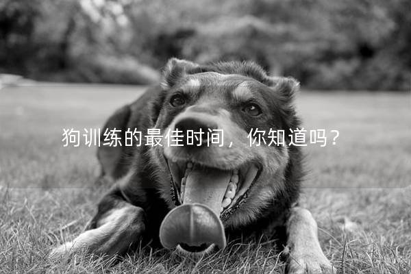 狗训练的最佳时间，你知道吗？