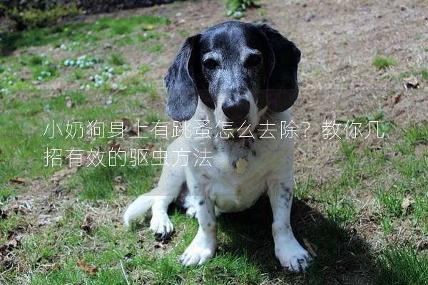 小奶狗身上有跳蚤怎么去除？教你几招有效的驱虫方法