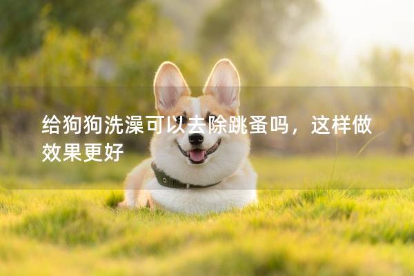 给狗狗洗澡可以去除跳蚤吗，这样做效果更好